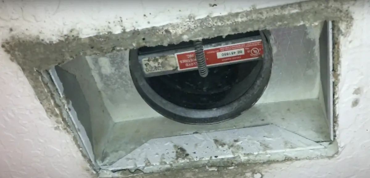 mold removal Service